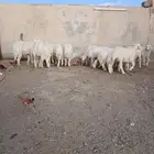 ذبايح جبره ووسط وهرفيات