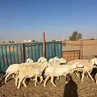 شياة حريات العدد10
