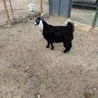 ذبايح مع سلخ وتوصيل