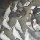 حمام العدد فوق 100 البيع جمله