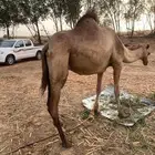 ناقة للبيع