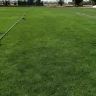 نجيله خضراء