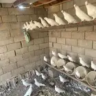 حمام فرنسي احجام طيبه ومنتج