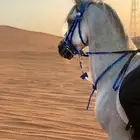 تدريب إيواء خيل