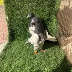 جوز حمام باكستاني لاكاا