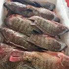 إنشاء مشروع استزراع سمكي
