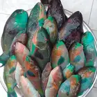 سمك حريد وهامور