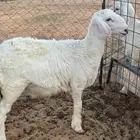 خروف حري