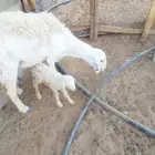 15 من البهم وشاه عليها وسم S على أذنها مسروق من جنوب ضرماء