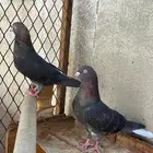 جوزين قطايف للبيع