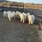 للبيع 12 طليان ورخالين