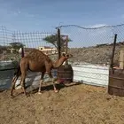 للبيع قعود ( مقفل شحم )