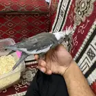 فرخ طير كروان