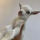 ماعز قزم