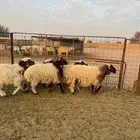 خرفان نعيم