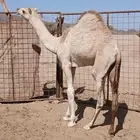 للبيع بكره شكل فل وسلاله طيبه