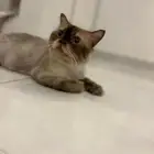 قط تبني