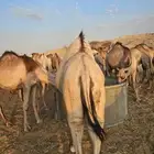 قعدان مرابي