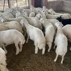 خرفان حري