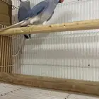 جوزين درة هولندي