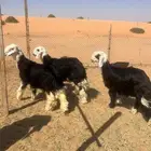 طليان نجد