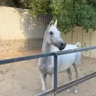 فرس شعبيه شيخه