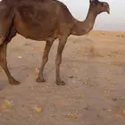ضريبه ملحا كفوو للبيع