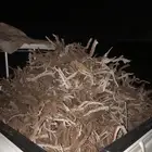 حوض ددسن