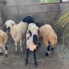 خرفان للبيع (فران)