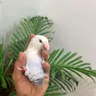 ببغاء روز ذكر هدد قمه فالولافه تم البيع تابعو اعلاناتي