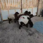 رخال نعيم للبيع