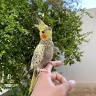 فرخ كروان (كوكتيل) هدد داخلي