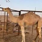 بكرة مفرودة للبيع