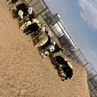 للبيع طليان نجد