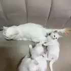 قطه للبيع مع صغارها