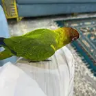 ببغاء كنيور للبيع