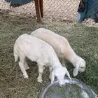 نعجه حريه