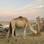 البيع البل