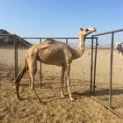 بكره للبيع