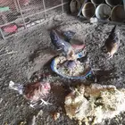 دجاج للبيع