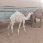 حاشي لباني على حليب وسرحه رمث