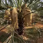 المدينه وادي الفرع