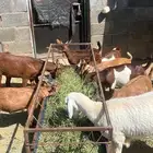 تيوس بلدي للبيع