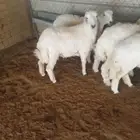 حريات