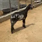 للبيع رخل سواكنيه