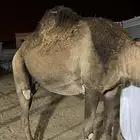 ناقه مجهم ام ثالث لقحه وحقه مجهم (غراب)