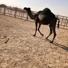 مجهم لقحه اقبل البدل بصفرا