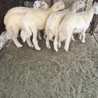 للبيع طليان حريات