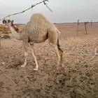 للبيع قصب
