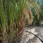 أصنى برني العيص